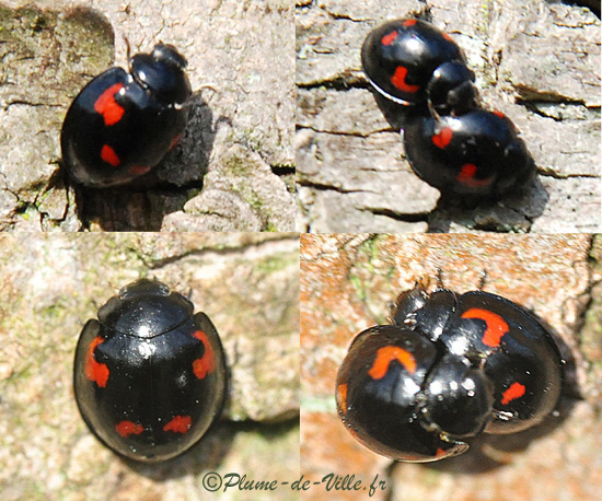 Insectes autres . La Coccinelle virgule. PlumeDeVille